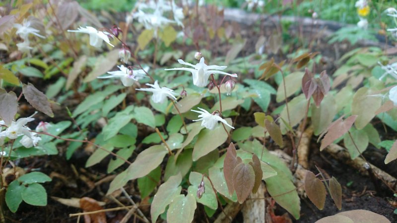 Epimedium grandiflorum 'Elfenkönigin' Эпимедиум крупноцветковый